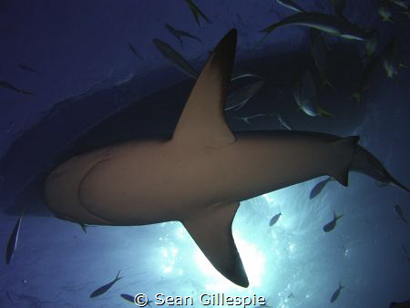 Caribbean reef shark passes between sun, boat, and camera by Sean Gillespie 