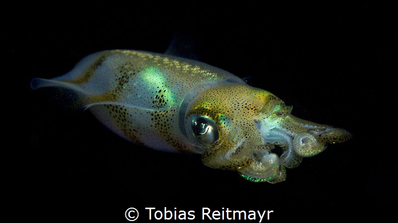 Squid at night, Small La Laguna, Puerto Galera by Tobias Reitmayr 