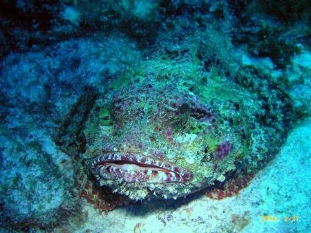 scorpian fish
taken at dusk in Curacao by Joel Sarver 