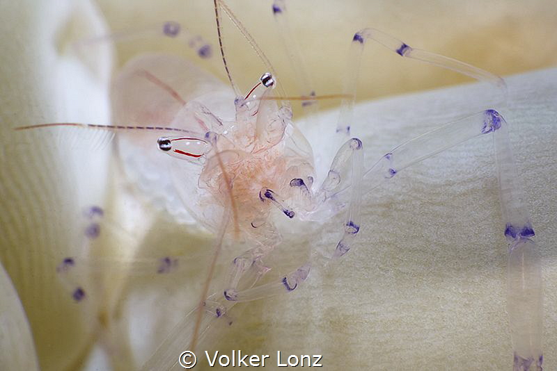 coleman shrimp in egg coral by Volker Lonz 