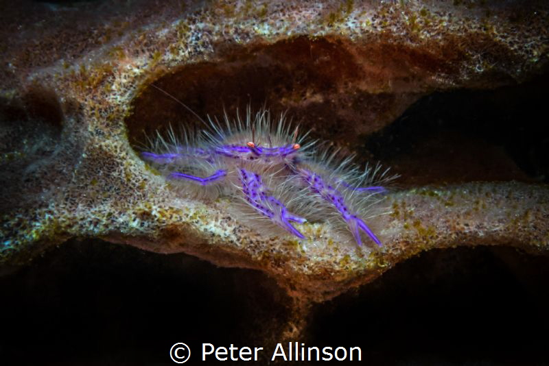 hairy squat lobster by Peter Allinson 