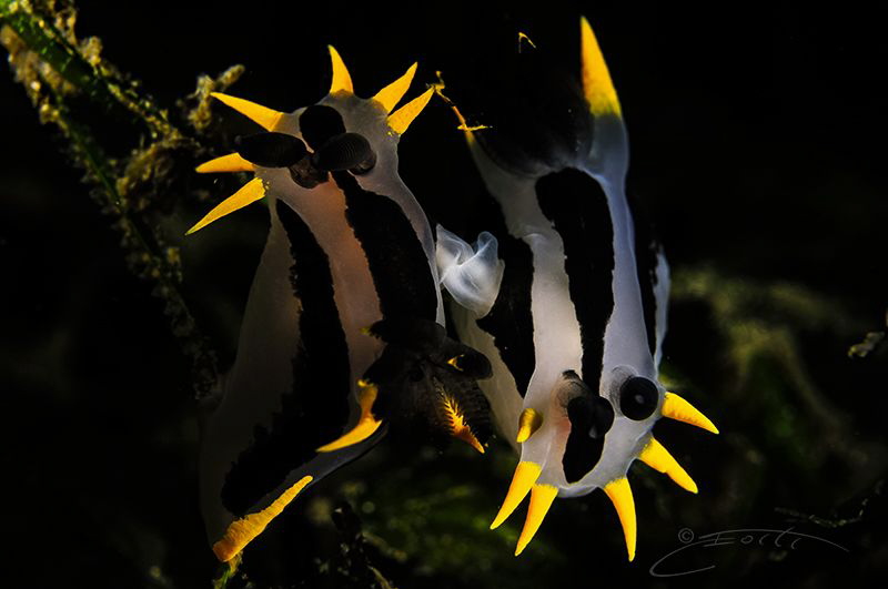 ~ Candle Light ~

#Worldwildlifeday by Geo Cloete 