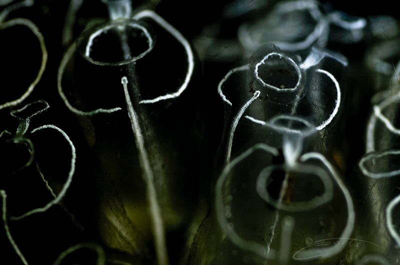 ~ Tubular Bells ~ by Geo Cloete 