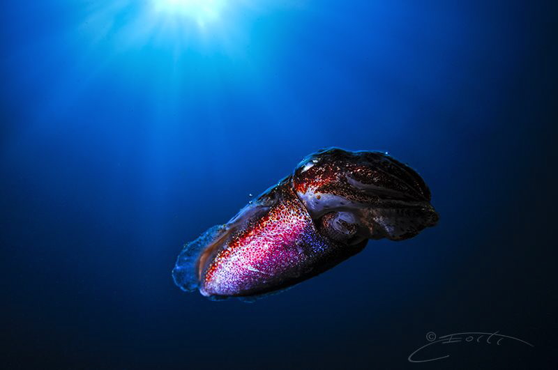 ~ Colourful Alien ~ by Geo Cloete 