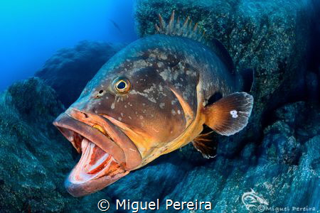 Epinephelus marginatus yawning. by Miguel Pereira 