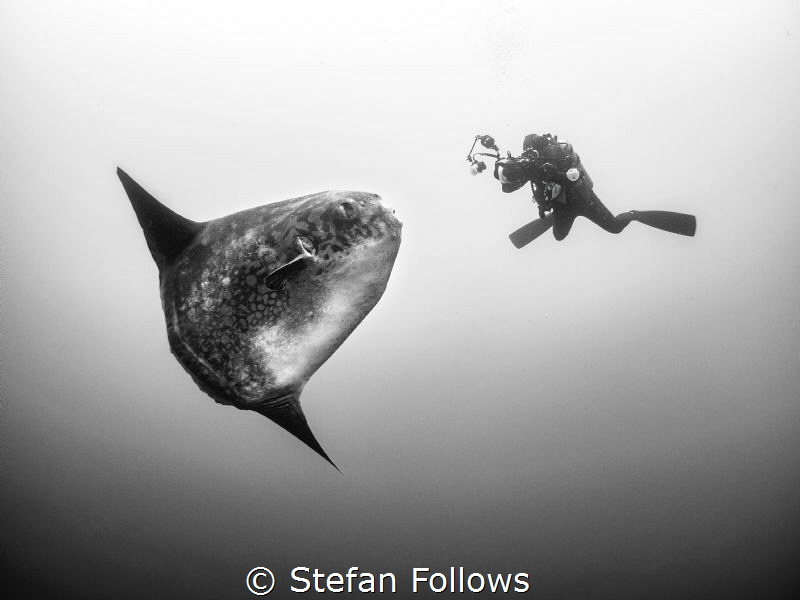 The Kiss. Southern Ocean Sunfish - Mola ramsayi. Gilli Mi... by Stefan Follows 