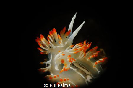 Nudi
Picture taken in Sesimbra - Portugal by Rui Palma 