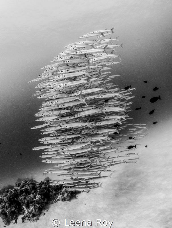 barracuda shoal by Leena Roy 