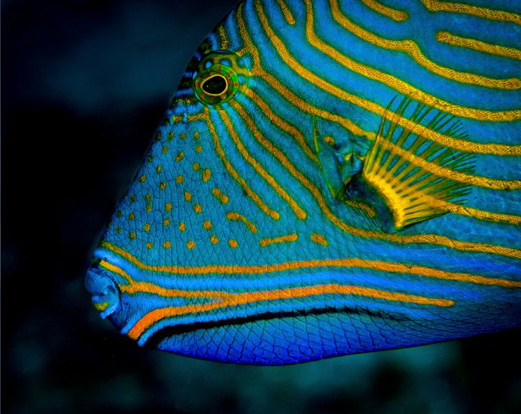 Blue and yellow and... by Chris Pienaar 