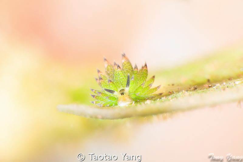 Tiny sheep by Taotao Yang 