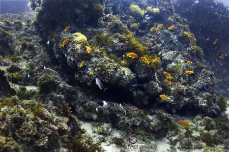 Natural light at the Aliwal Shoal. Great visibility (arou... by Marco Calvani 