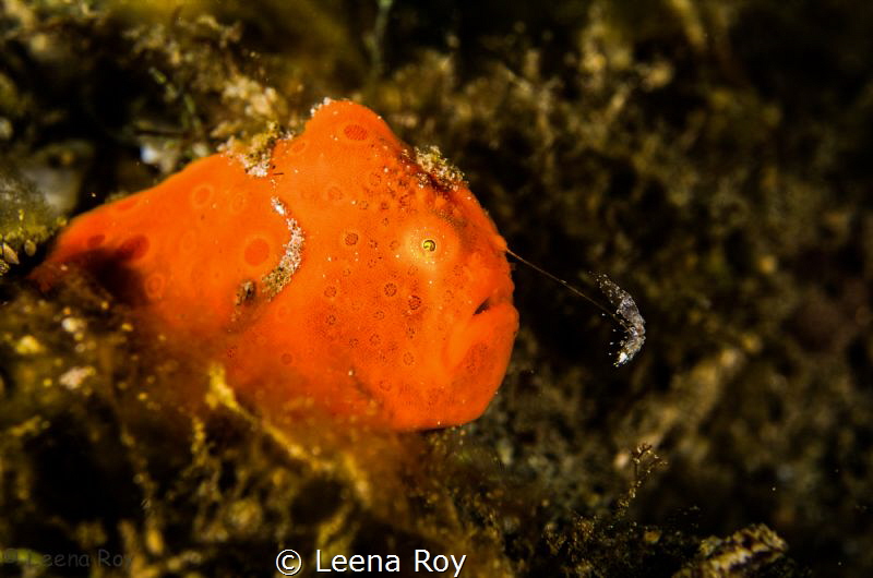 The lure by Leena Roy 