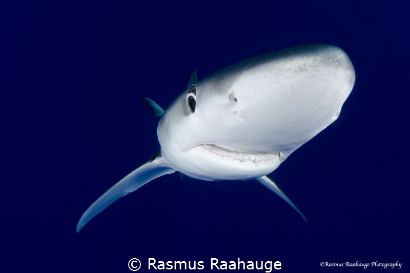 Blueshark by Rasmus Raahauge 