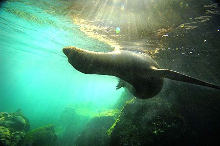Nikon D2x- fur sealion by Manfred Bail 