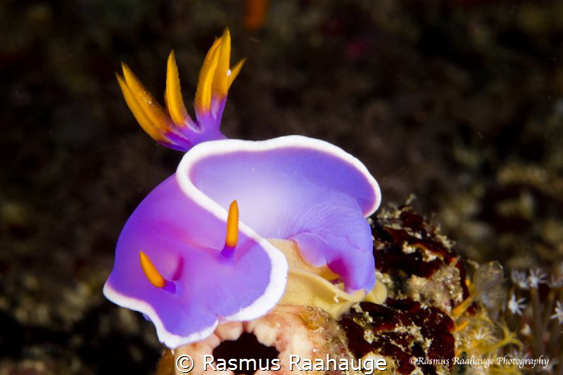 Nudibranch laying eggs by Rasmus Raahauge 