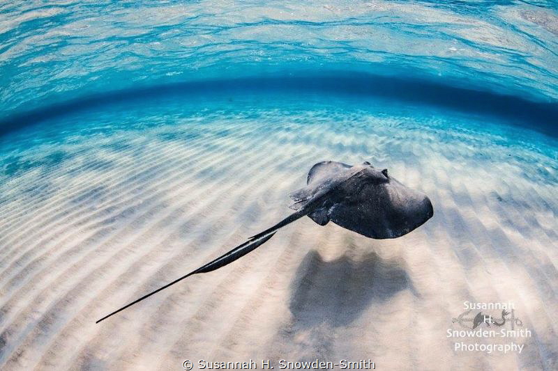 "Hover"
A stingray glides over sand in shallow water. St... by Susannah H. Snowden-Smith 