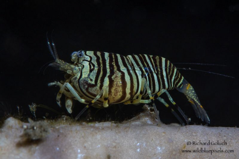 Bumble bee shrimp-Lembeh by Richard Goluch 