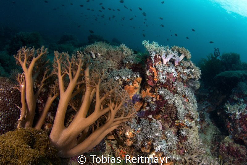 Softcorals, Manila Channel, Puerto Galera by Tobias Reitmayr 