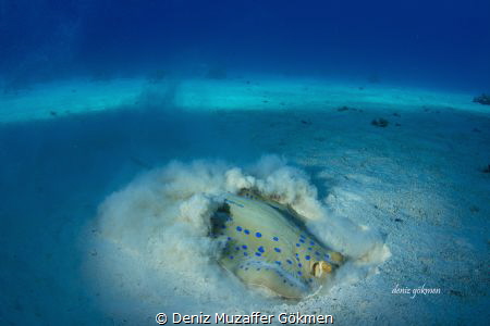 action time , stingray's digging by Deniz Muzaffer Gökmen 