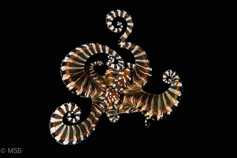 Wonderpus octopus with background elimination. Lembeh. by Mehmet Salih Bilal 