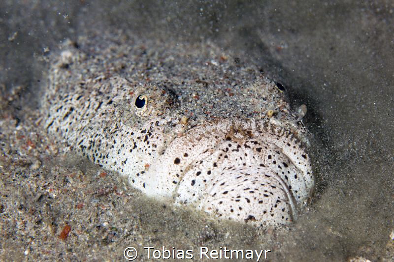 Stargazer, Sabang Bay, Puerto Galera by Tobias Reitmayr 