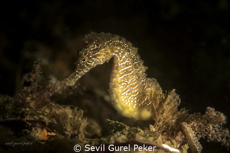 Golden Horse by Sevil Gurel Peker 