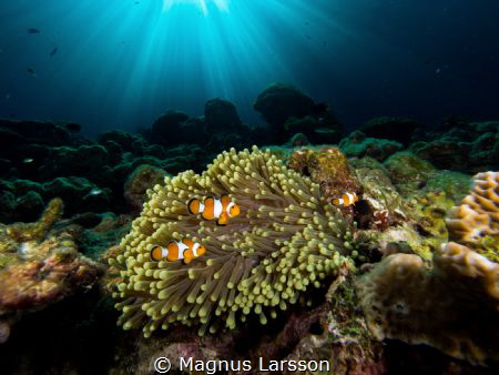 Clownfish family in their anemone by Magnus Larsson 