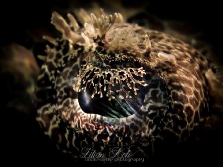 L A P P E T
Eye of a Crocodile Flathead by Lilian Koh 