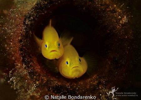 Goby by Natalie Bondarenko 