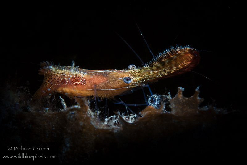 Donald Duck Shrimp-Lembeh by Richard Goluch 
