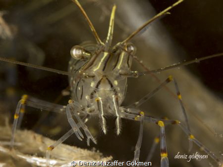 get out my home that said to shrimp by Deniz Muzaffer Gökmen 