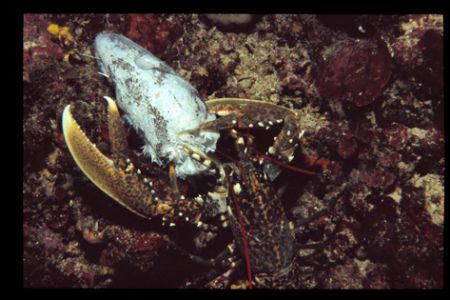 Found this Lobster when he was carrying the head of a con... by Andy Kutsch 