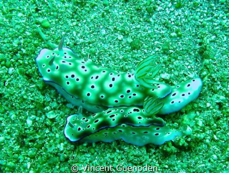 Nudibranch by Vincent Guenoden 