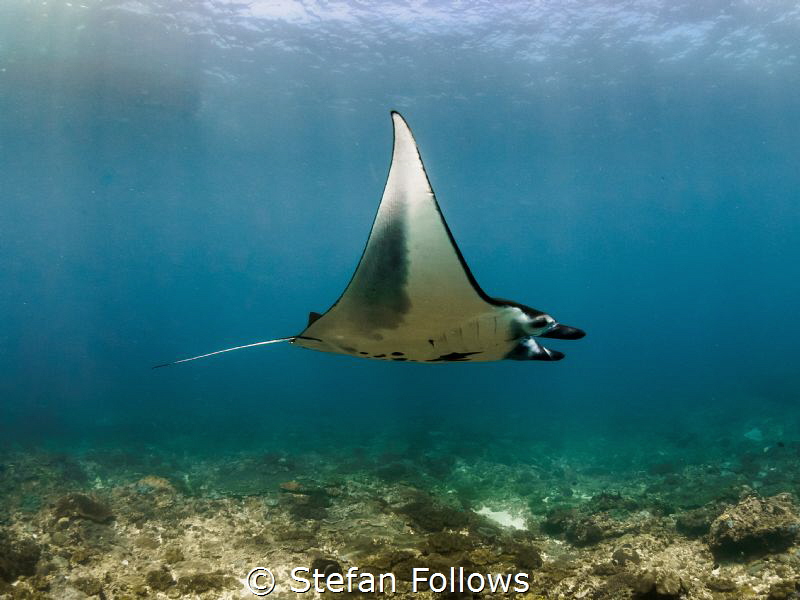 Butterflies and zebras and moonbeams. Manta Ray - Manta a... by Stefan Follows 