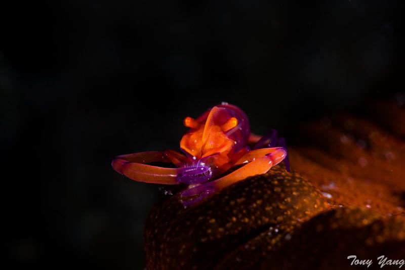 Emperor Shrimp by Tony Yang 
