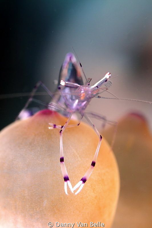 Shrimp poses nicely in front of the camera by Danny Van Belle 