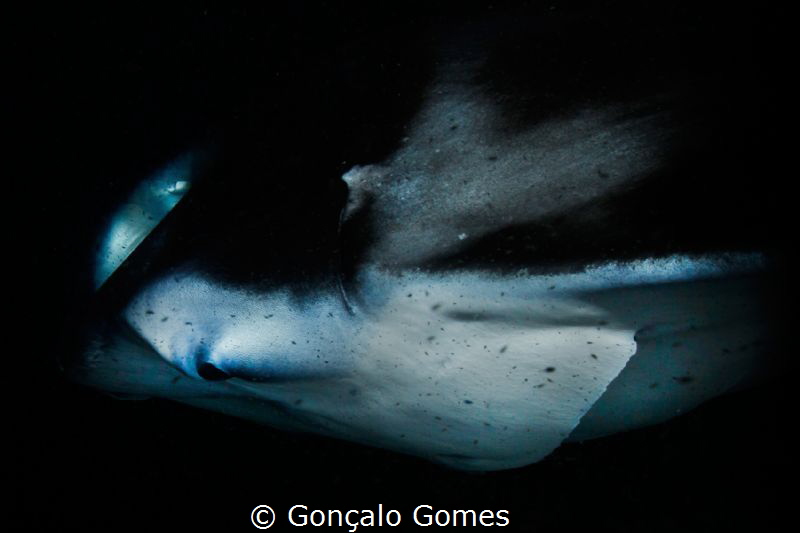 Manta by Gonçalo Gomes 