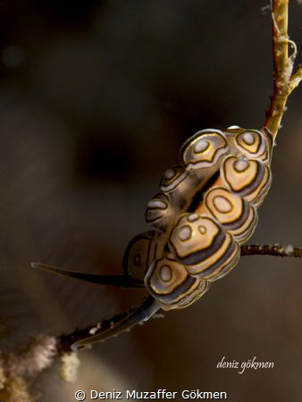 Doto nudi :) by Deniz Muzaffer Gökmen 