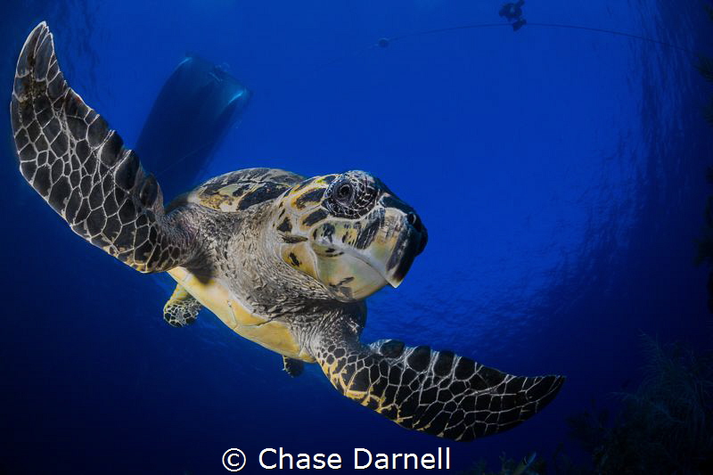 "Like a Hawk"
No wonder we call them Hawksbill Turtles. ... by Chase Darnell 