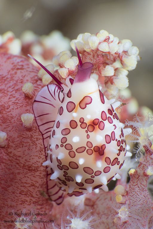 Margined Egg Cowrie-Lembeh by Richard Goluch 