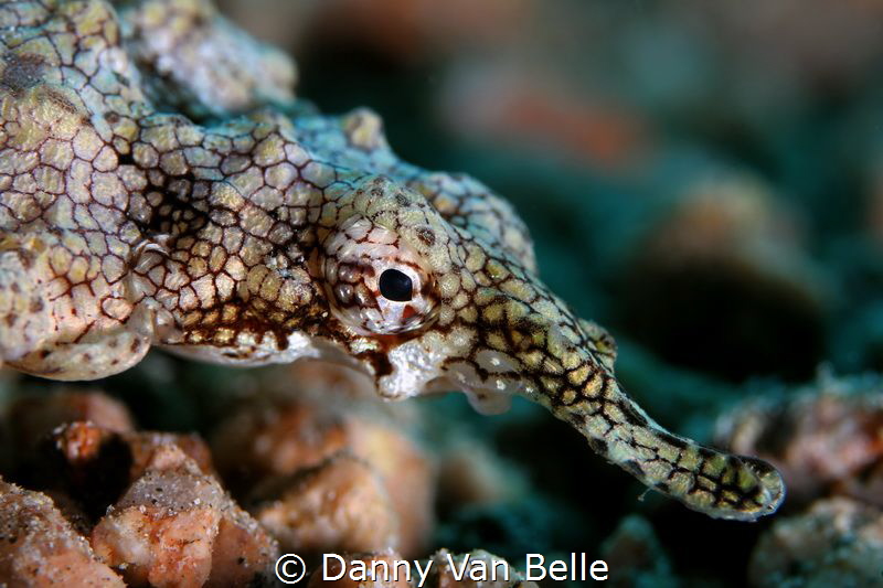 Headshot of a seamoth by Danny Van Belle 