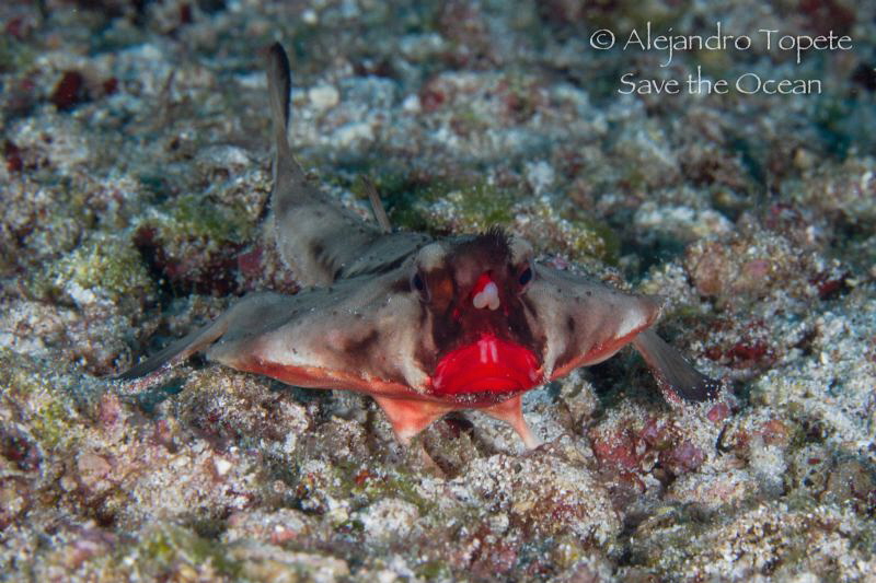 Bat Fish Red lips, Galápagos Ecuador by Alejandro Topete 