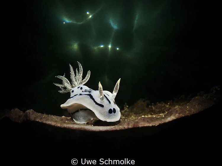 ...from another world? by Uwe Schmolke 