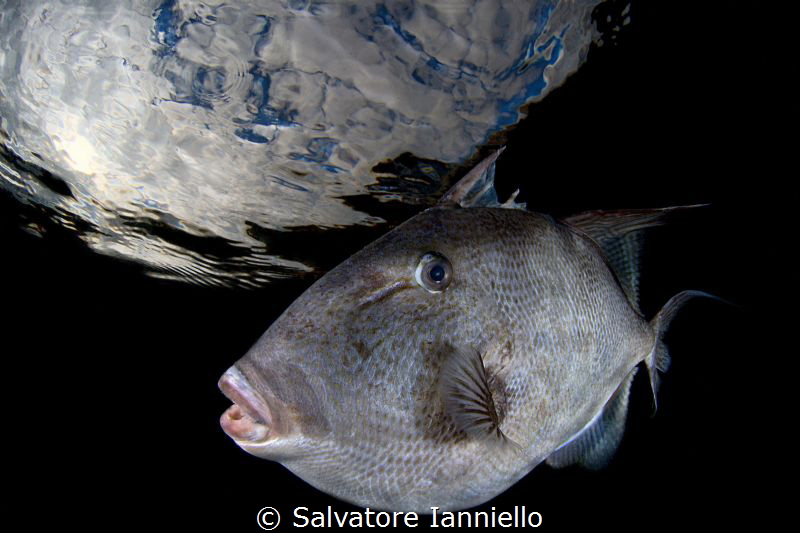 looking the sky by Salvatore Ianniello 