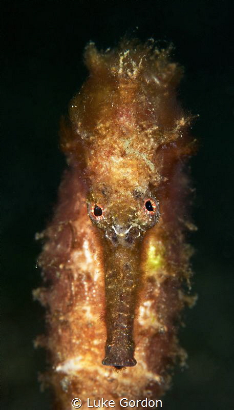 Look into my eyes.... by Luke Gordon 