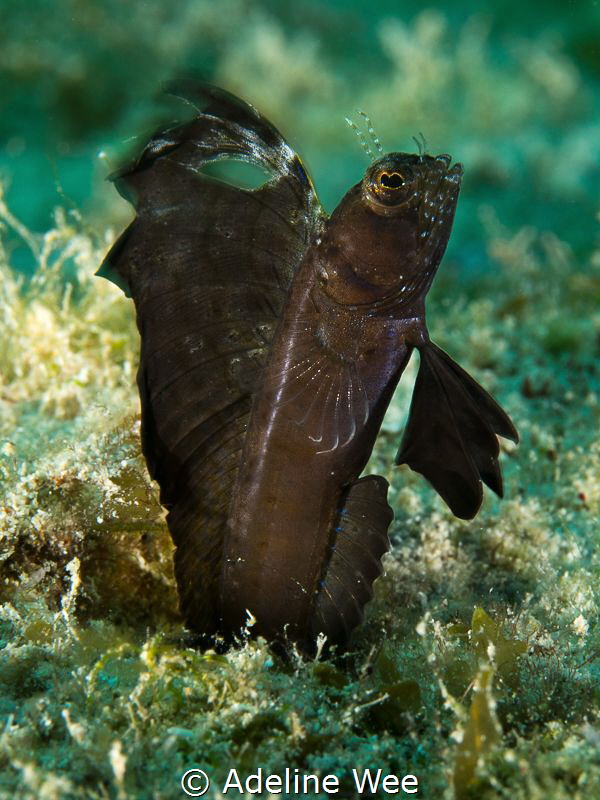 Catching the sailfin blenny in action by Adeline Wee 