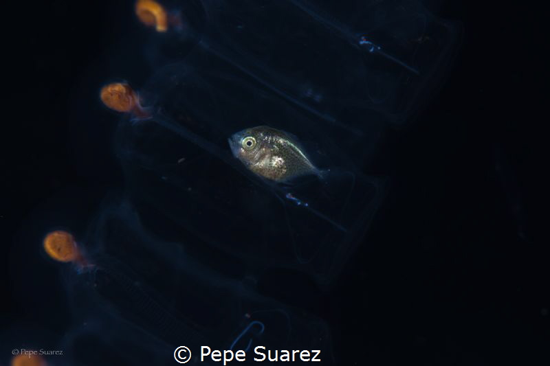 Jelly fish body guard for this tiny fish :) by Pepe Suarez 