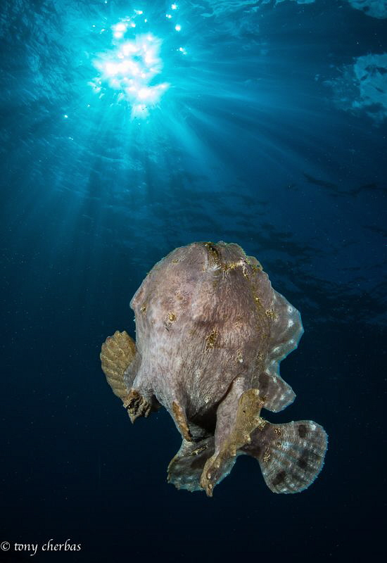 Frogfish free swimming in all its weird glory by Tony Cherbas 