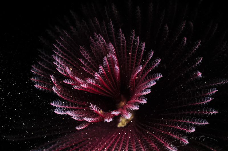 ~ Pollen ~ by Geo Cloete 