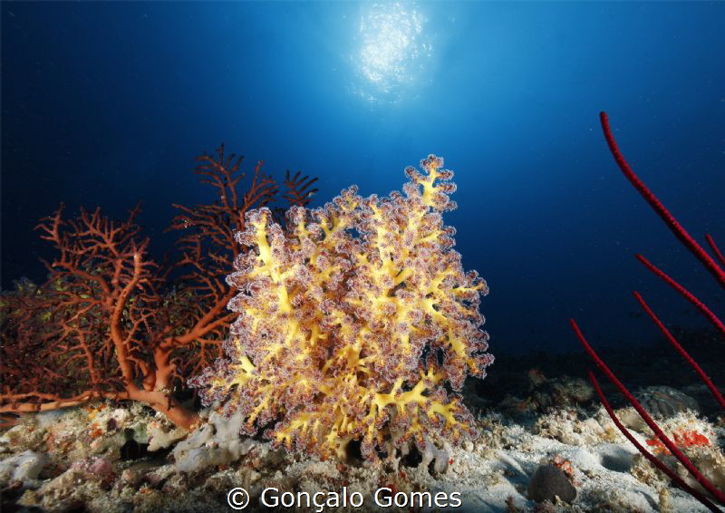 Coral by Gonçalo Gomes 